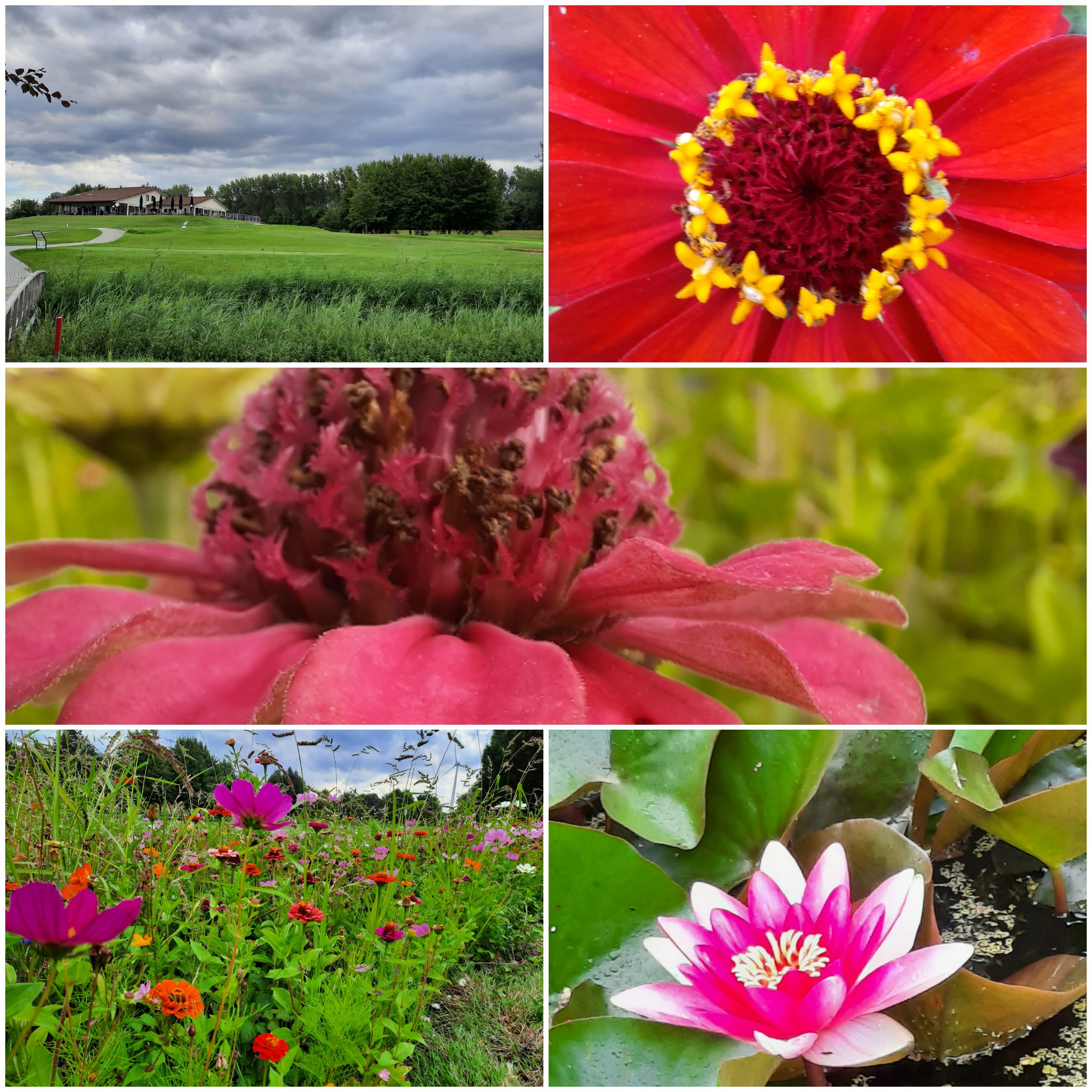Bloemenpracht  op Cromstrijen